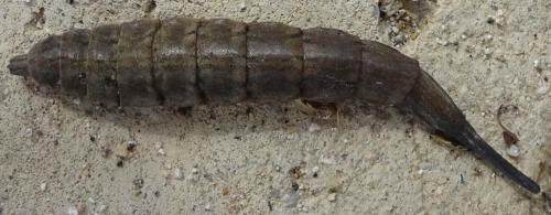 Stratiomys sp.